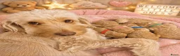 Labradoodle dogs for sale: Multi generation miniature Labradoodle - Advert 17