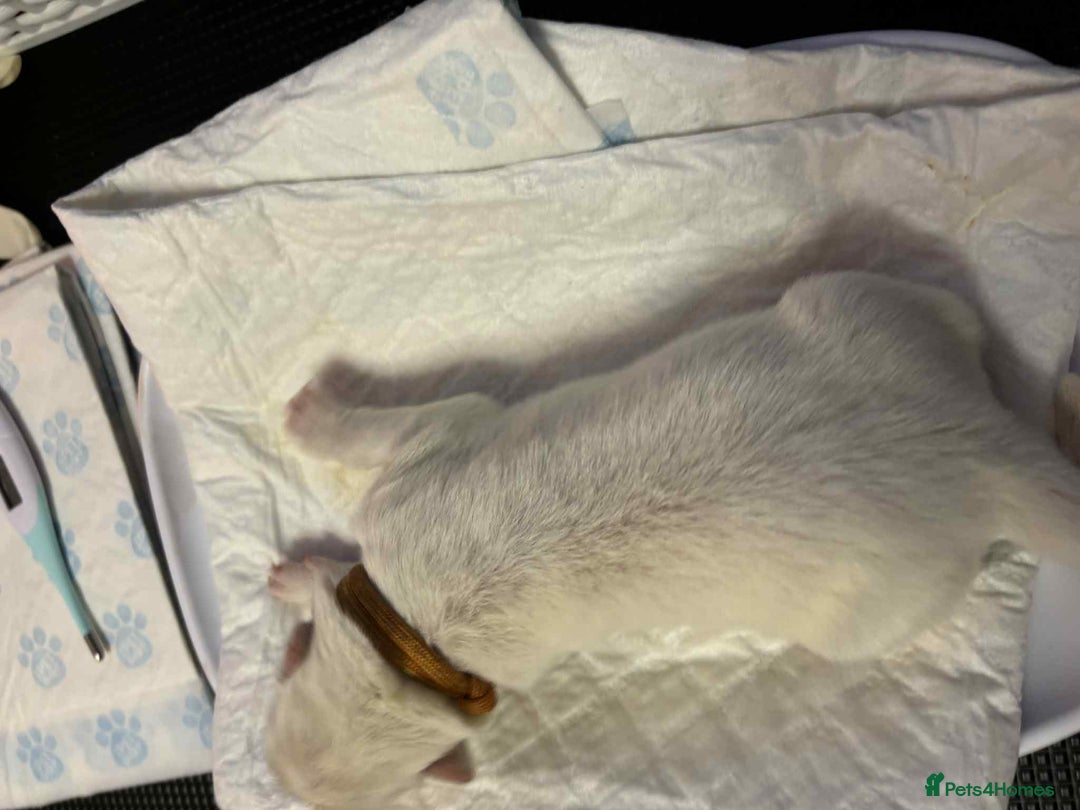 Samoyed dogs for sale: KC reg. Samoyed puppies with champ bloodline  - Advert 31