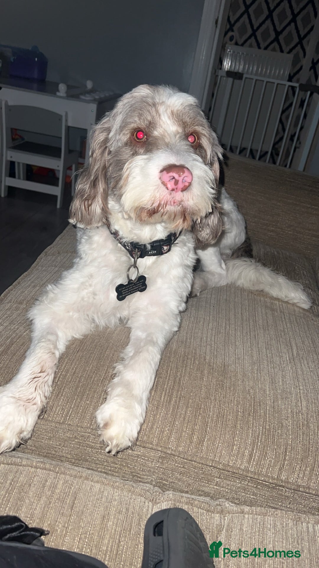 Mixed Breed dogs for sale: 2 year old male sprockerpoo - Advert 1