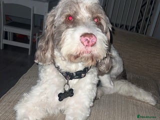 Mixed Breed dogs 2 year old male sprockerpoo - Advert 1