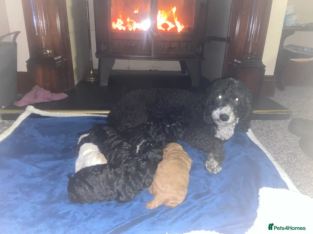 Cockapoo dogs for sale: F1BB TOY COCKAPOOS - Advert 1