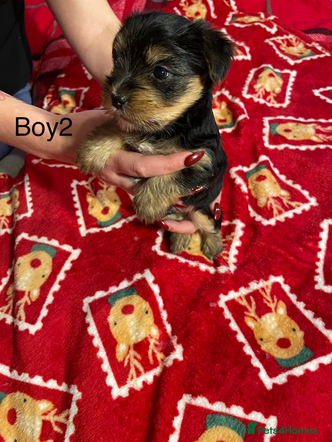 Yorkshire Terrier dogs for sale: Yorkshire Terrier pure bread - Advert 14