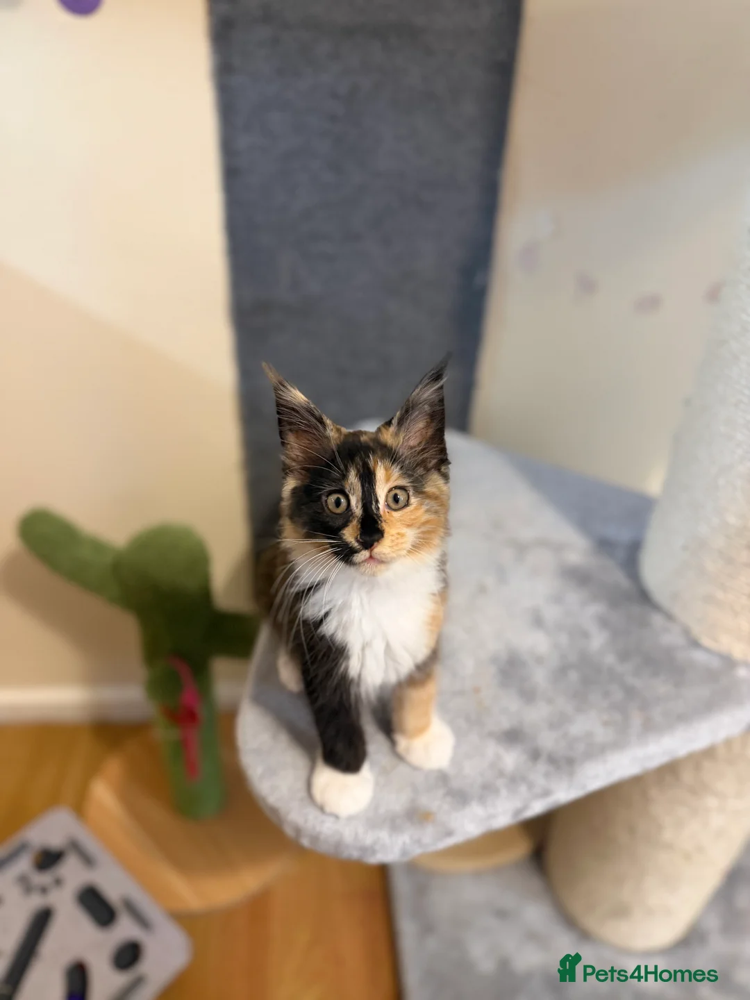 Maine Coon cats for sale: 5 Beautiful Mainecoon Kittens ❤️  - Advert 8