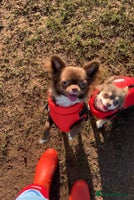 Chihuahua dogs - Advert 3