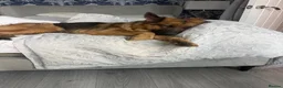 German Shepherd dogs for sale: 10 week old german shepherd puppies  - Advert 5