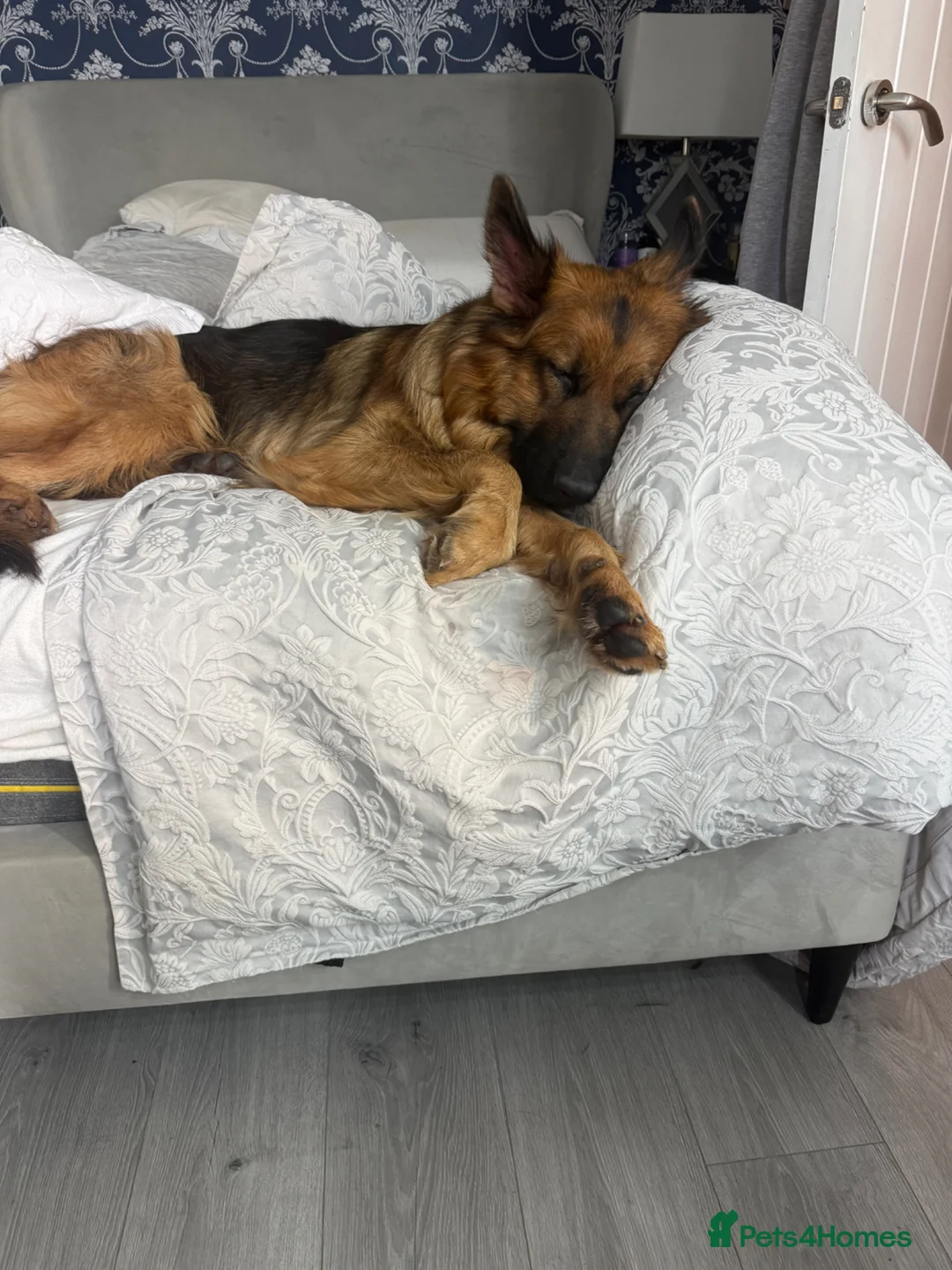 German Shepherd dogs for sale: 10 week old german shepherd puppies  - Advert 5