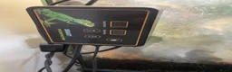 Frog reptiles for sale: Whites Tree Frog With Full Bioactive Vivarium in Clacton-on-Sea - Advert 9