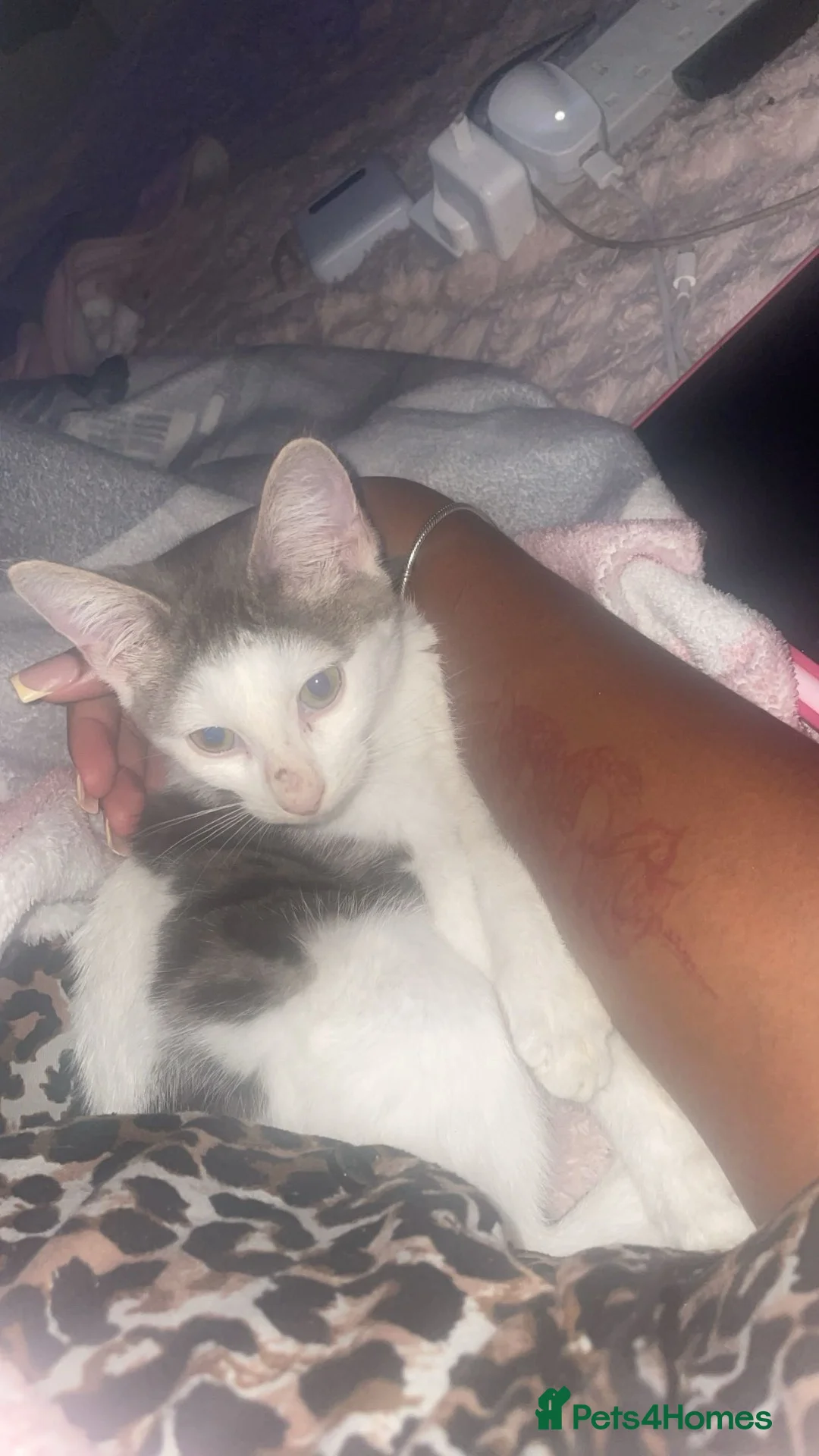 Domestic Shorthair cats for sale: ONYX — 3 Month Old Kitten in London - Advert 2