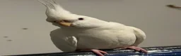 Cockatiels birds for sale: Puffball beautiful albino red eye cockatial  - Advert 4