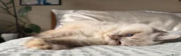 Ragdoll cats for sale: Beautiful, Adorable & Friendly Ragdoll Kitten  - Advert 8