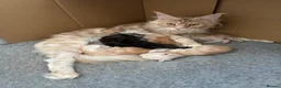 Maine Coon cats for sale: Stunning litter of Maine coon babies!  - Advert 2