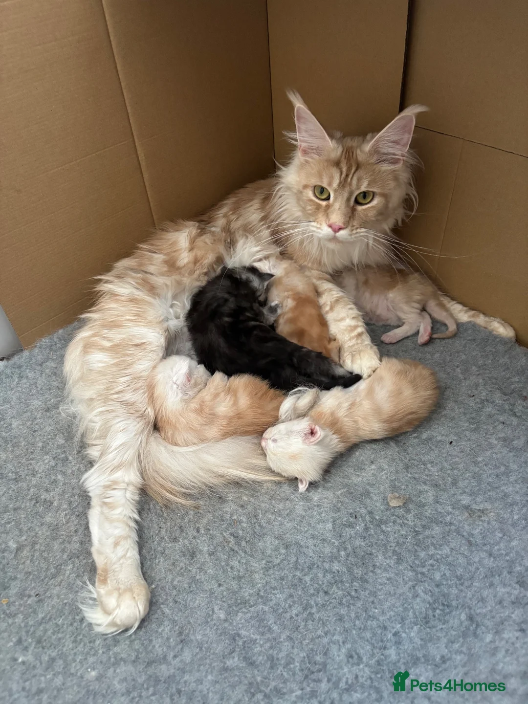 Maine Coon cats for sale: Stunning litter of Maine coon babies!  - Advert 2