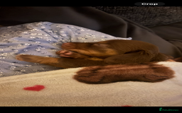 Dachshund dogs for sale: Chocolate tan dachshund  - Image 5