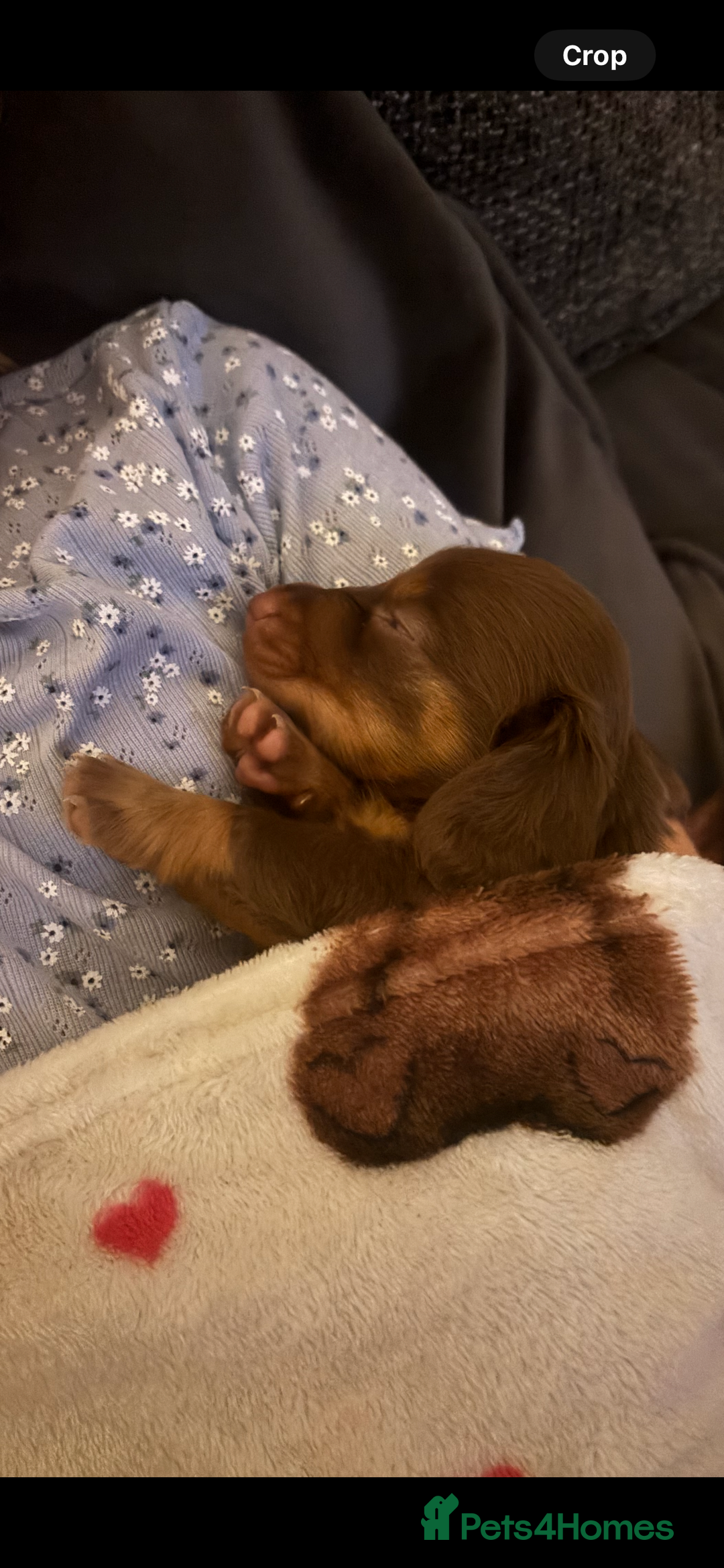 Dachshund dogs for sale: Chocolate tan dachshund  - Image 5