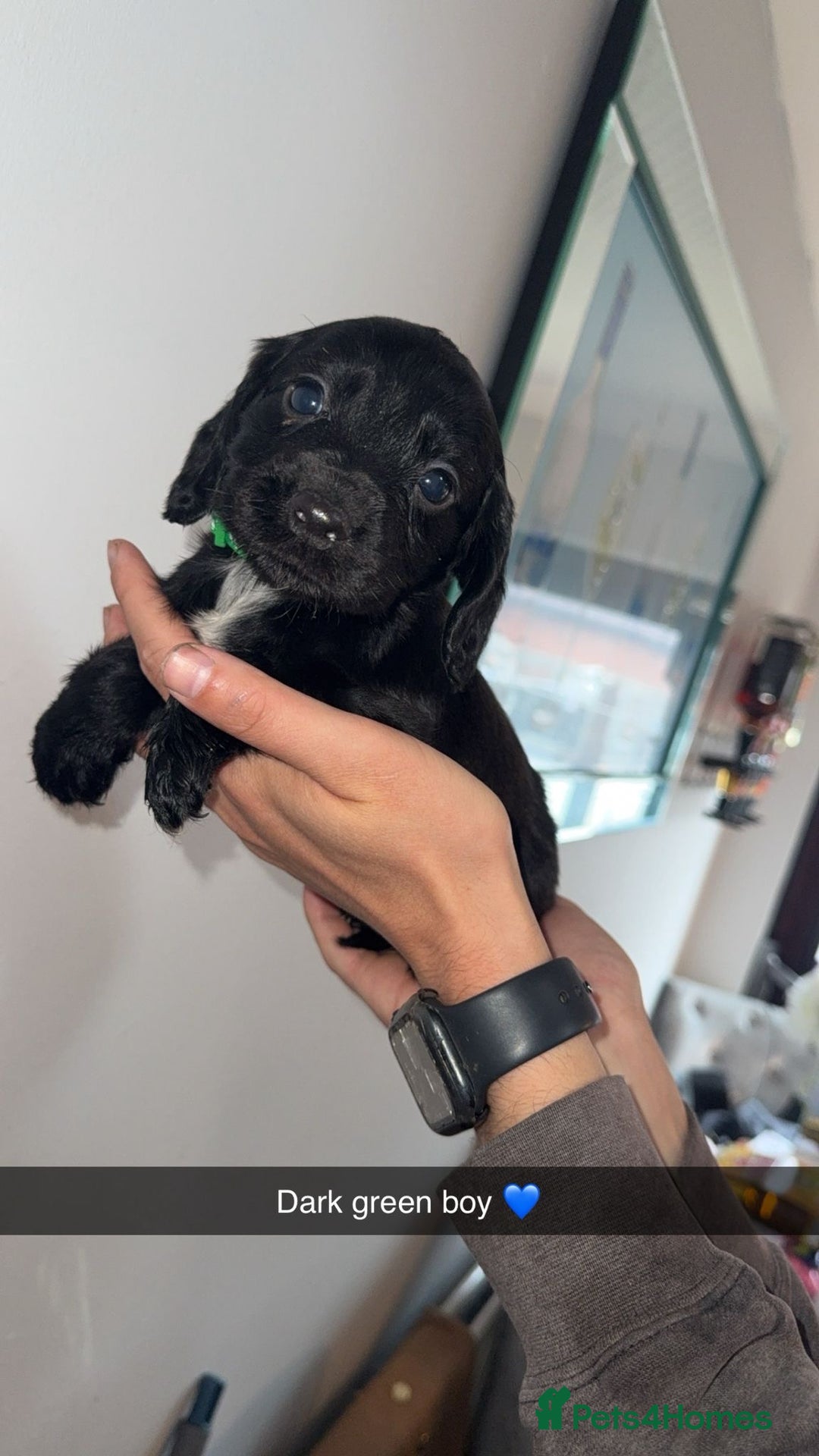 Cocker Spaniel dogs for sale: Cocker spaniel puppies  - Image 8