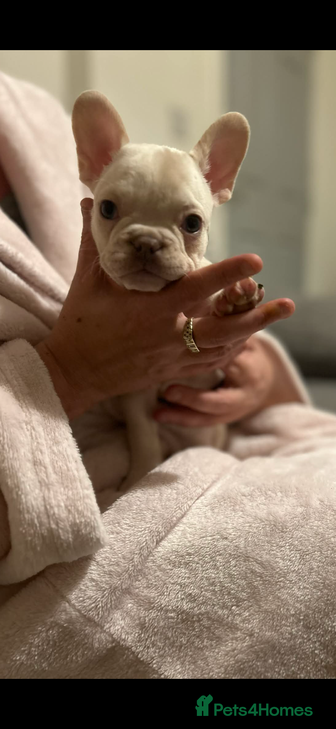 French Bulldog dogs for sale: French bulldog pups ready Now reduced‼️ - Advert 16
