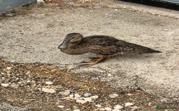 Ducks poultry for sale: Mixed ducks male and female  - Image 1