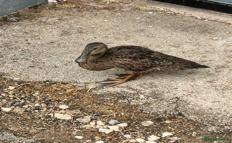 Ducks poultry - Advert 1