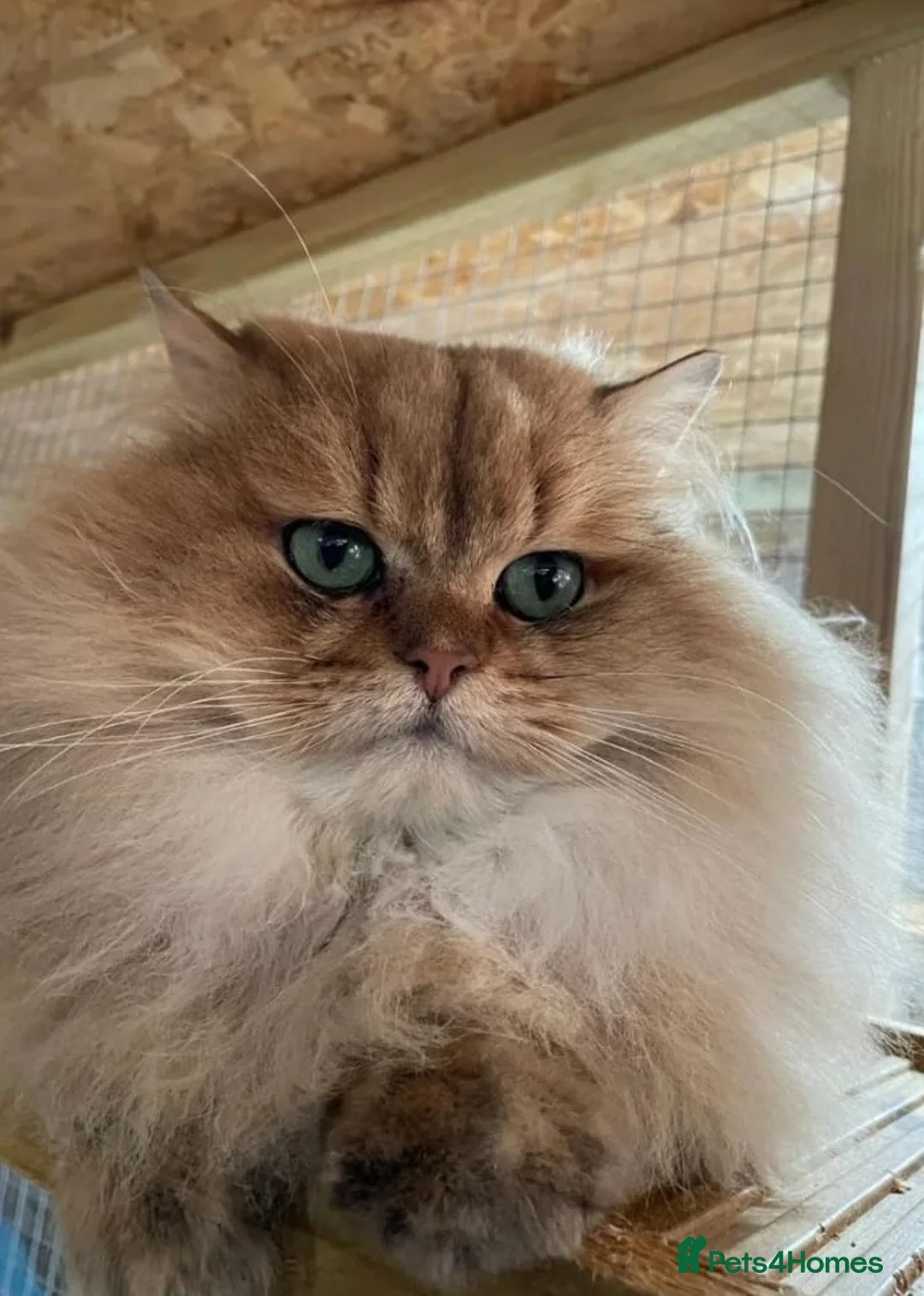 British Longhair cats for sale: British Longhair adorable golden kitten TICA - Advert 20