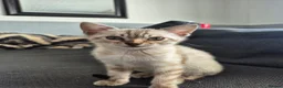 Bengal cats for sale: TICA prestigious Glitterglam SNOW clouded Kitten - Advert 4