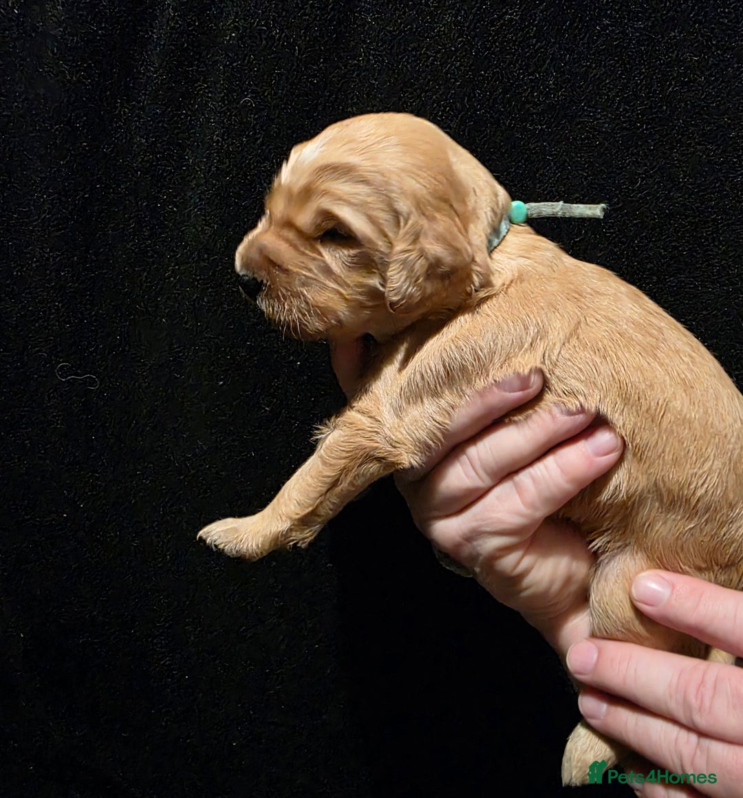 Goldendoodle dogs for sale: Fully Health Tested F1 Goldendoodles - Advert 23