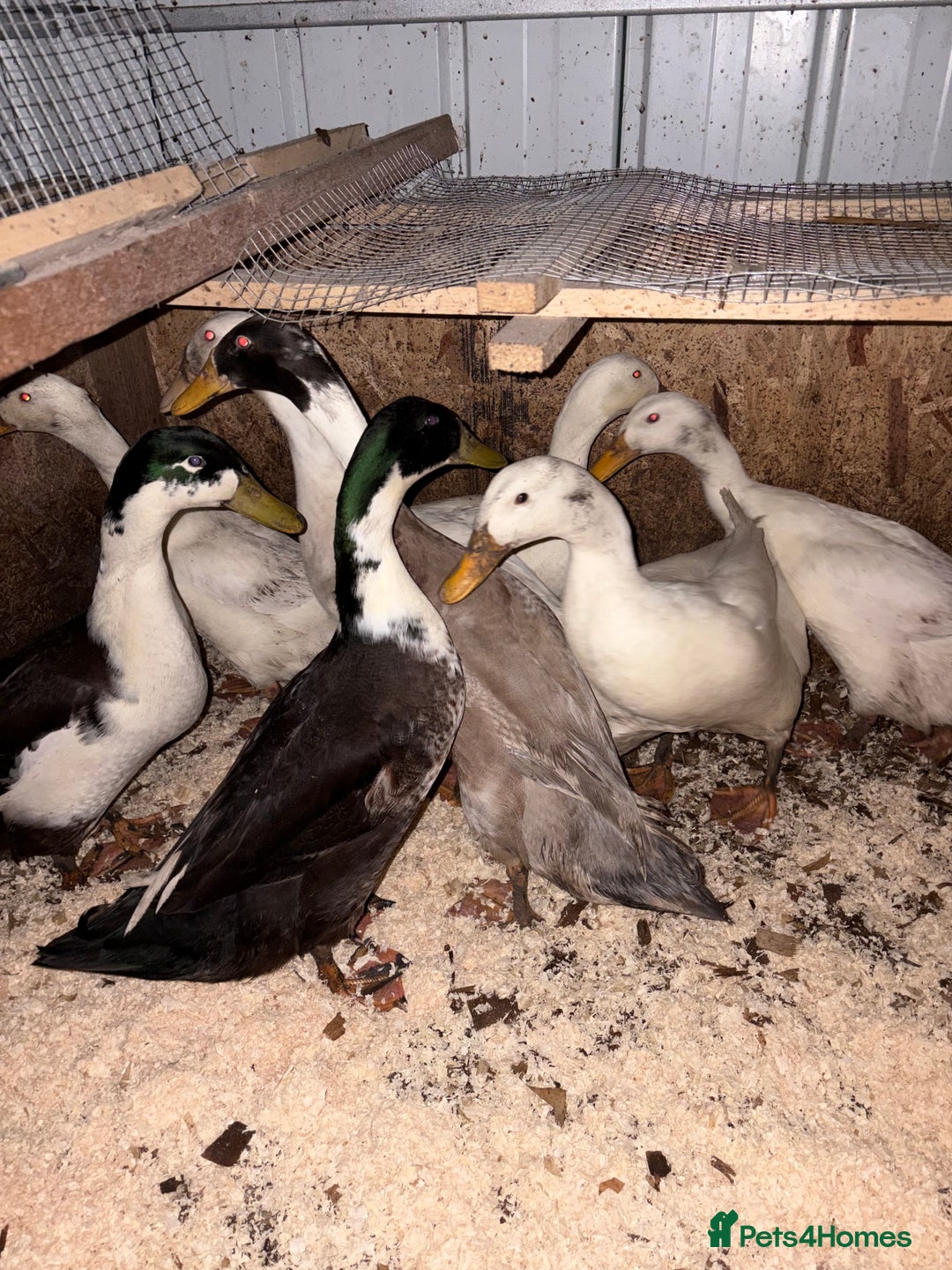 Ducks poultry for sale: Male ducks for free  - Advert 1