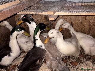 Ducks poultry Male ducks for free - Advert 6