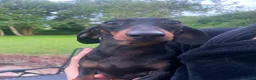 Dachshund dogs for sale: Three 3 year old + five 2 year old dachshund dogs. - Advert 2
