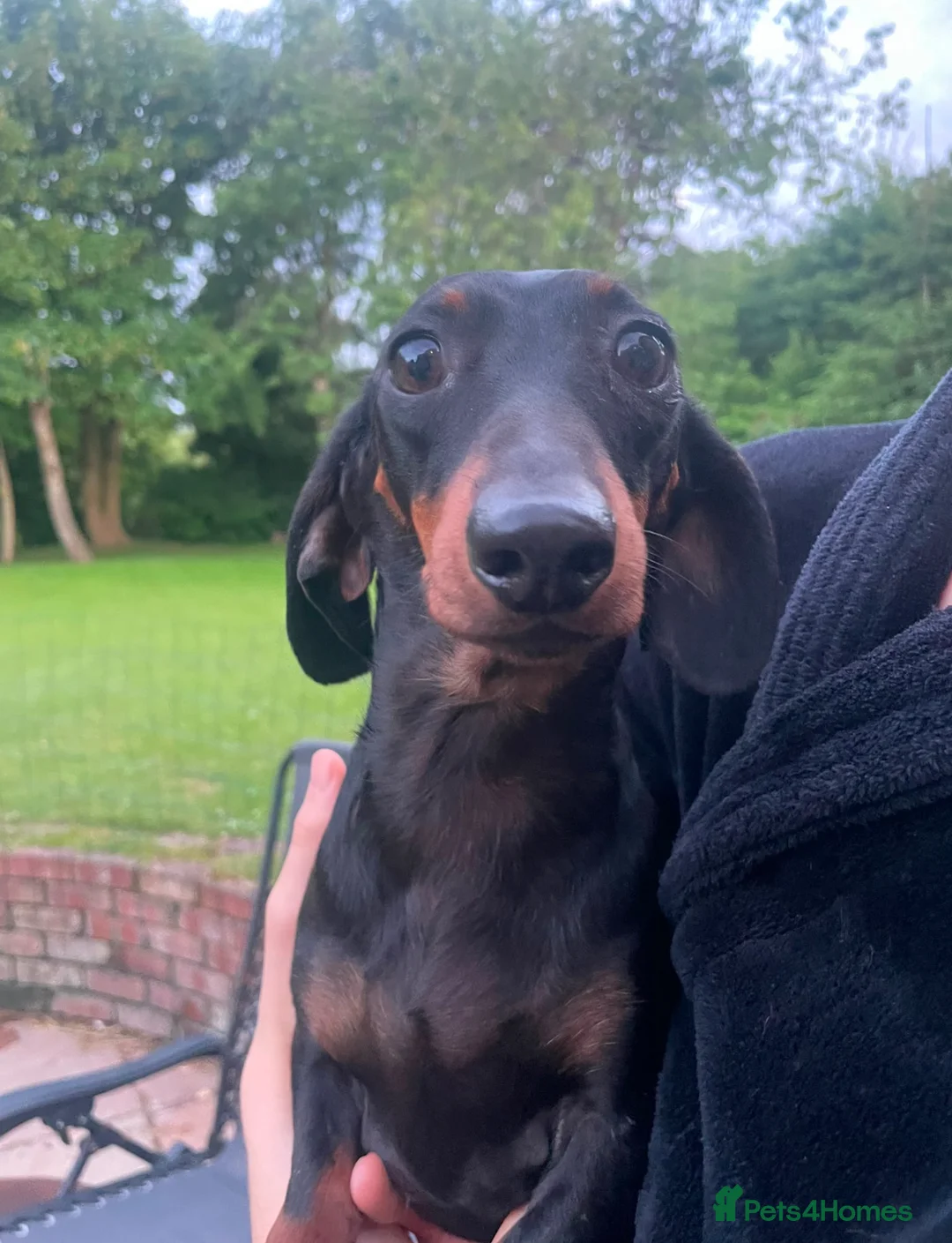 Dachshund dogs for sale: Three 3 year old + five 2 year old dachshund dogs. - Advert 2