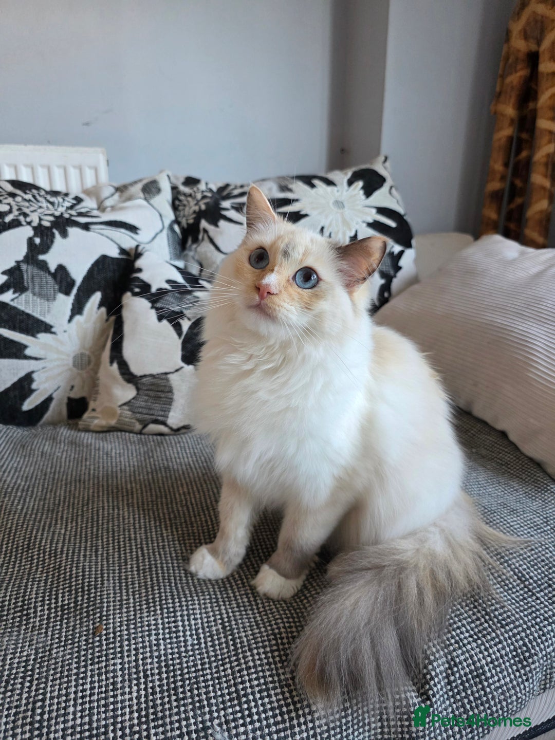Ragdoll cats for sale: GCCF REGISTERED RAGDOLL ADULTS - Advert 4