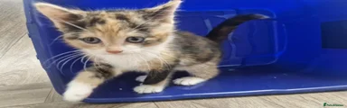 Domestic Shorthair 2