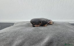 Miniature Dachshund dogs for sale: K.C Beautiful miniature daschunds - Image 10
