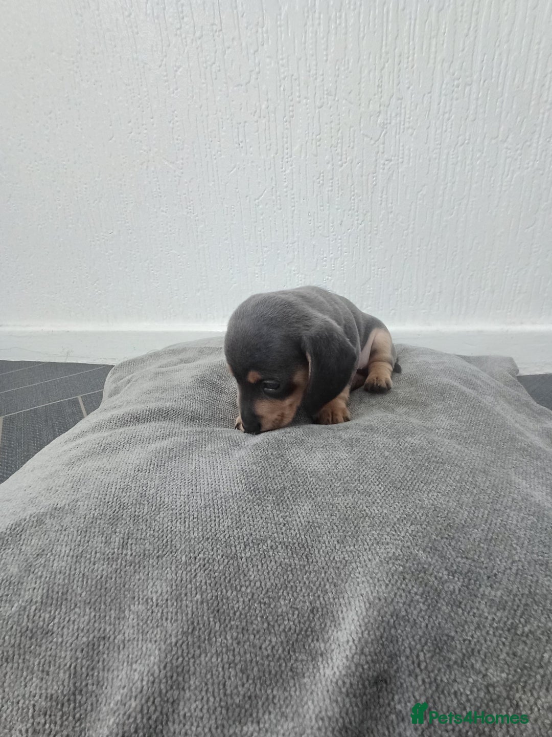 Miniature Dachshund dogs for sale: K.C Beautiful miniature daschunds - Image 10