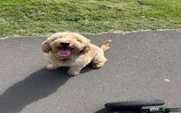 Goldendoodle dogs for sale: Adorable Golden Cocker Doodles  - Image 13