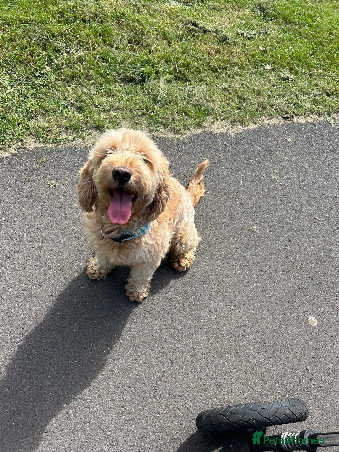 Goldendoodle dogs for sale: Adorable Golden Cocker Doodles  - Image 13