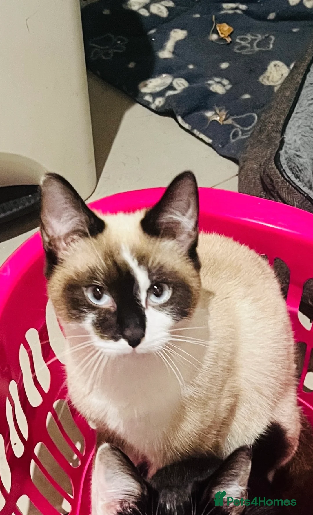 Ragdoll cats for sale: Rare Raggill mix male in Stockton-on-Tees - Advert 1