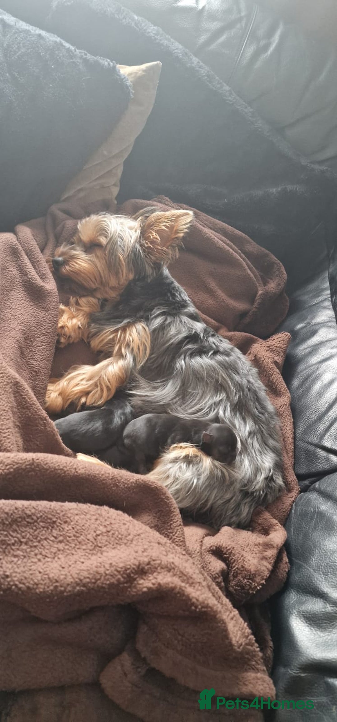 Yorkshire Terrier dogs for sale: Yorkshire terrier  - Advert 4