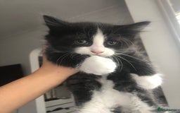 Mixed Breed cats for sale: Adorable Kittens for sale! - Image 7
