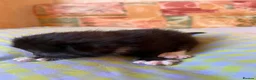 Mixed Breed cats for sale: Beautiful Kittens Looking for Forever Homes 🏡❤️ - Advert 6
