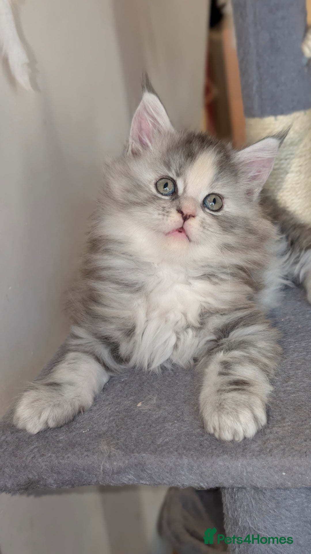 Maine Coon cats for sale: 8 week old mainecoon - Advert 3