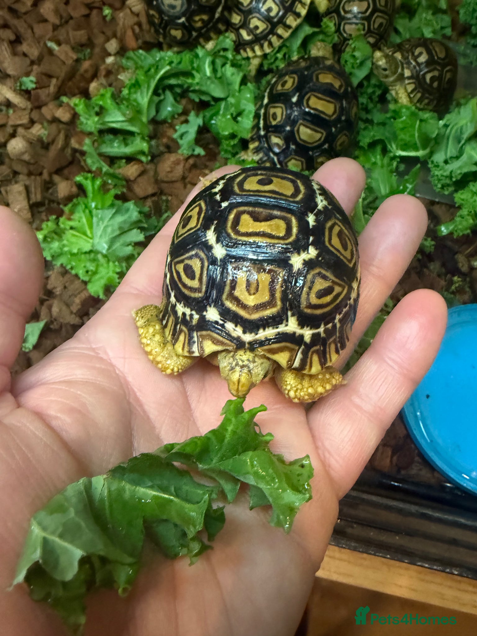 Tortoise reptiles for sale: Leopard Tortoise - Gorgeous Hatchlings  - Advert 12