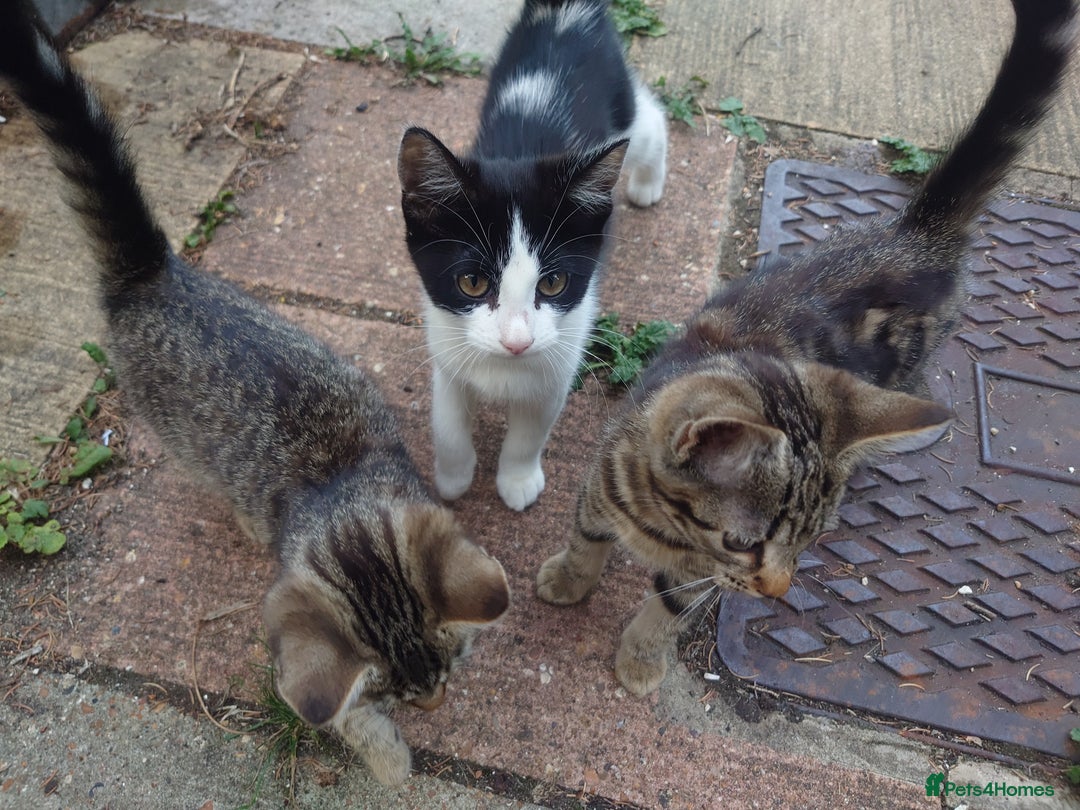 Mixed Breed cats for sale: 3 female kittens - Image 3