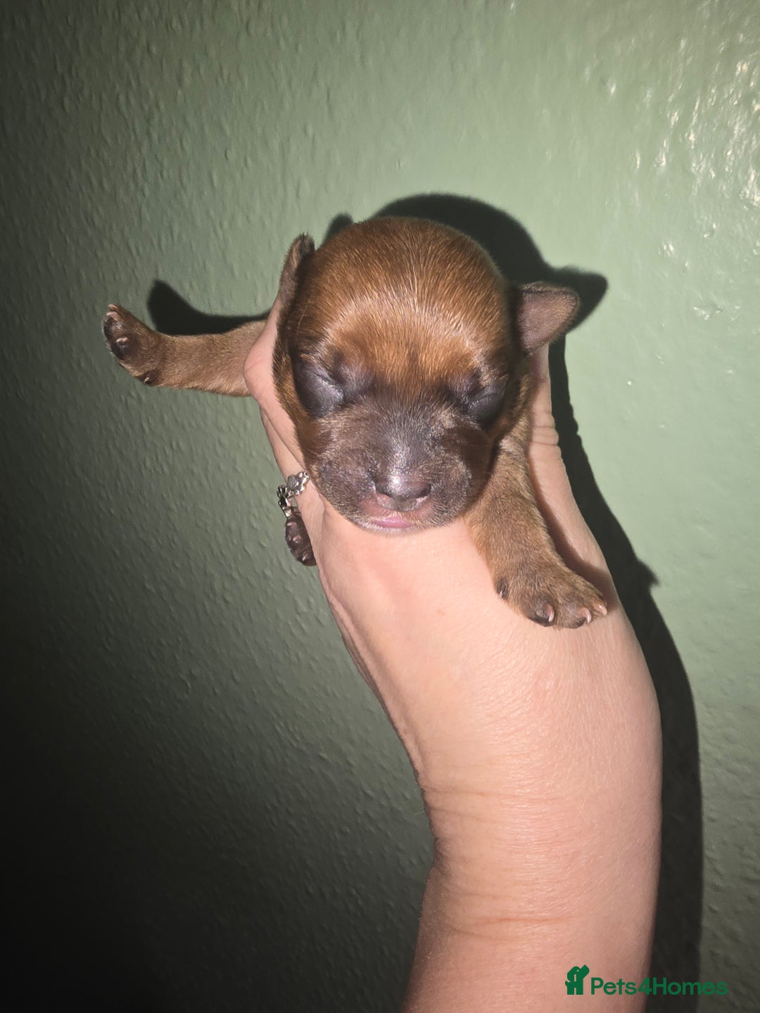 Yorkshire Terrier dogs for sale: wonderful puppies yorkshire terrier - Advert 10