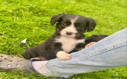 Mixed Breed dogs for sale: Gorgeous Borderlier pups - Advert 7