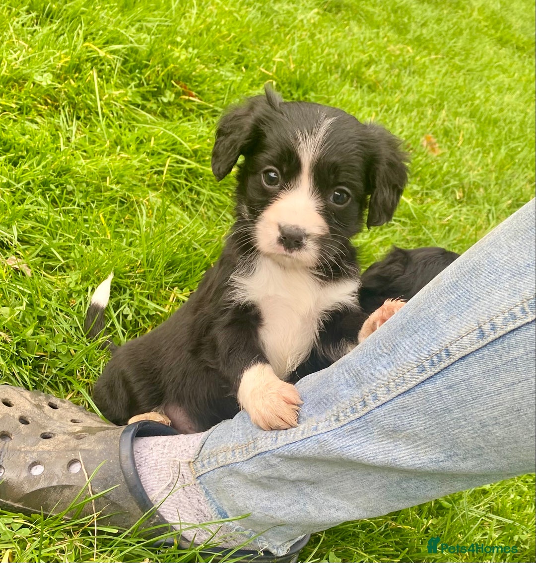 Mixed Breed dogs for sale: Gorgeous Borderlier pups - Advert 7