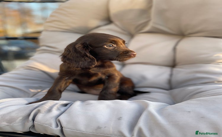 Cocker Spaniel dogs Cocker spaniel puppies ready to go now MERLE - Advert 5