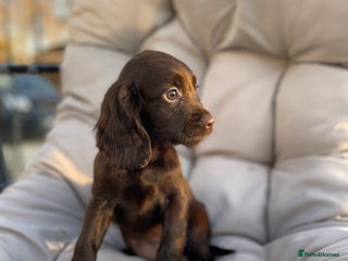 Cocker Spaniel dogs Cocker spaniel puppies ready to go now MERLE - Advert 3