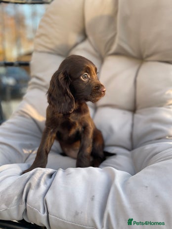Cocker Spaniel dogs Cocker spaniel puppies ready to go now MERLE - Advert 5