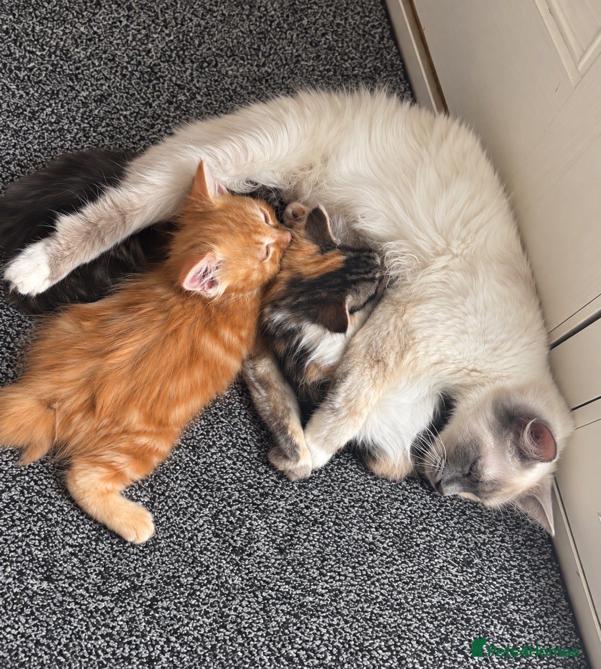 Mixed Breed cats Ragdollx Norwegian Forest Cat - Advert 1