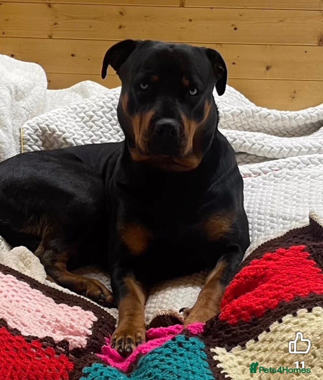 Rottweiler dogs for sale: Adult Full-Bred Female Rottweiler - Advert 2